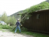 High winds fell tree in Lake City, CO