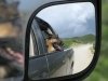 Tripawds Wyatt On The Road