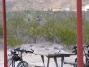 Illegal Shooting at Black Gap WMA Headquarters Campground