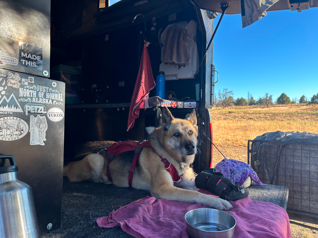 Project M camping dog Nellie