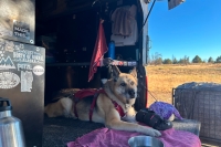 Camping dog in a Project M