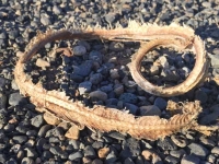 Banks Lake Snake Skeleton Remains