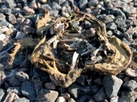 Frog Skeleton
