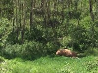 RIP Vickers Ranch Ride Horse