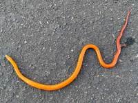 sneaky snake