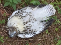 Dead Bird in Westfir Forest