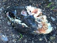Bear chewed salmon head near hyder, Alaska.
