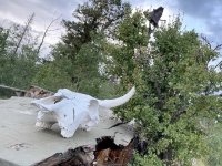 Gold Hill Cow Skull