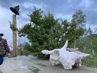 Gold Hill Cow Skull