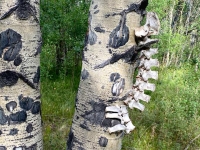Spine Bones on Tree
