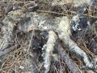 7 Feathers Cemetery Dead Cat