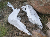Elk Skull and Ashes at Jerry's Acres
