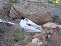 Elk Skull and Ashes at Jerry's Acres
