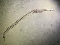 rattlesnake roadkill