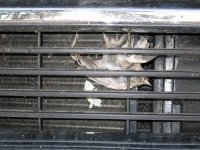 Our First Roadkill near Keyhole Wyoming