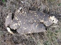 One Very Dead Armadillo in Luckenbach