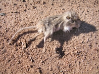 Poor Field Mouse near Roswell, NM