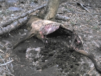 Dead Elk on Three Rivers Trail near Tularosa, NM