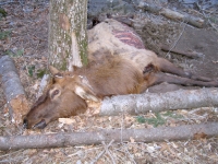 Dead Elk on Three Rivers Trail near Tularosa, NM