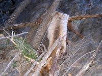 Elk fallen from above Three Rivers Trail near Tularosa, NM