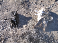 Electrocuted birds under New Mexico power pole.