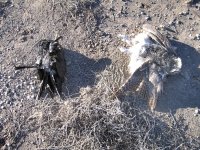 Electrocuted birds under New Mexico power pole.