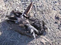 Electrocuted crow under New Mexico power pole.