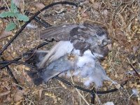 Killed by cat, or electrocution?