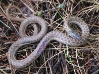 Cold snake with only a flesh wound
