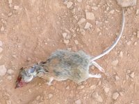 Fresh Dead Rat on Fremont River Trail in Fruita Utah