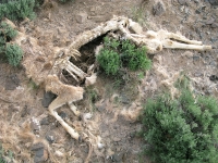 Deer Carcass Near boondocking Site on Colorado BLM Land