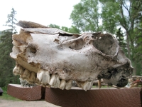 Elk or Horse Skull from Vickers Ranch lower Pasture