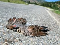 Woody the Woodpecker Roadkill on HWY 149