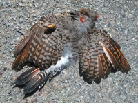Fresh Woodpecker Roadkill on HWY 149