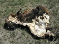 Elk hide leftover from last hunting season