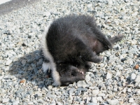 Etna, CA roadkill skunk