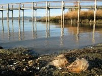 Dead fish on shore of not so Clear Lake, CA