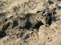Desert Roadkill Cat at Slab City Hot Springs