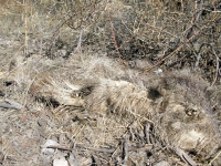 Very old dead Javelina Tombstone Arizona