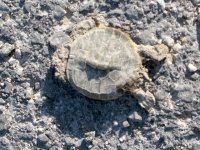 Comal River Turtle Roadkill Landa Park New Braunfels TX