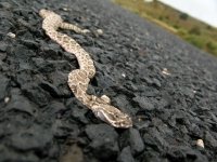 Black Mesa Rattlesnake Roadkill Oklahoma