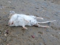 Buena Vista Colorado Mouse Road Casualty