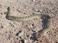Colorado County Road Roadkill Rattlesnake