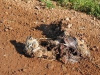 Smelly Colorado County Road Mystery Roadkill
