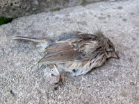 Dead Bird at Vickers Ranch