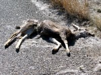 New Mexico Dead Deer