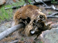Dead Marmot Skull at Jerry's Acres