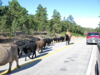 Red Feather Lakes CO County Road Cattle Drive
