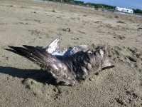 Dead Seagull on Ocean Beach San Francisco CA
