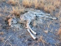 Who killed Bambi?